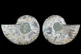 Cut & Polished Ammonite Fossil - Agatized #82293-1